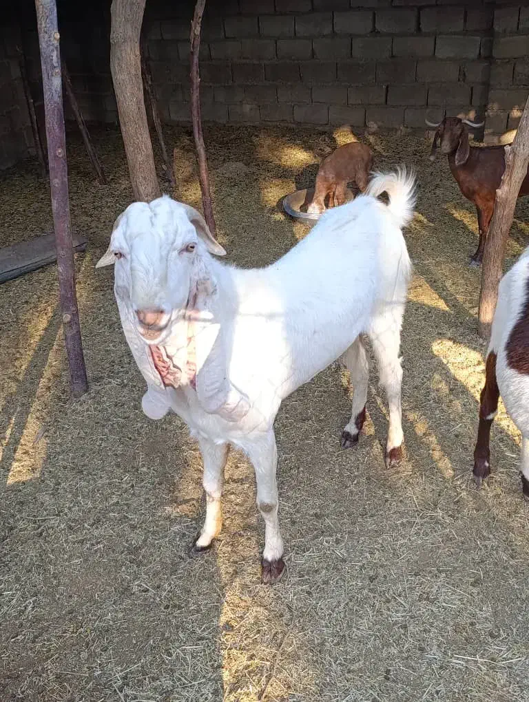 گوسفند|حیوانات مزرعه|اسماعیلی, |دیوار