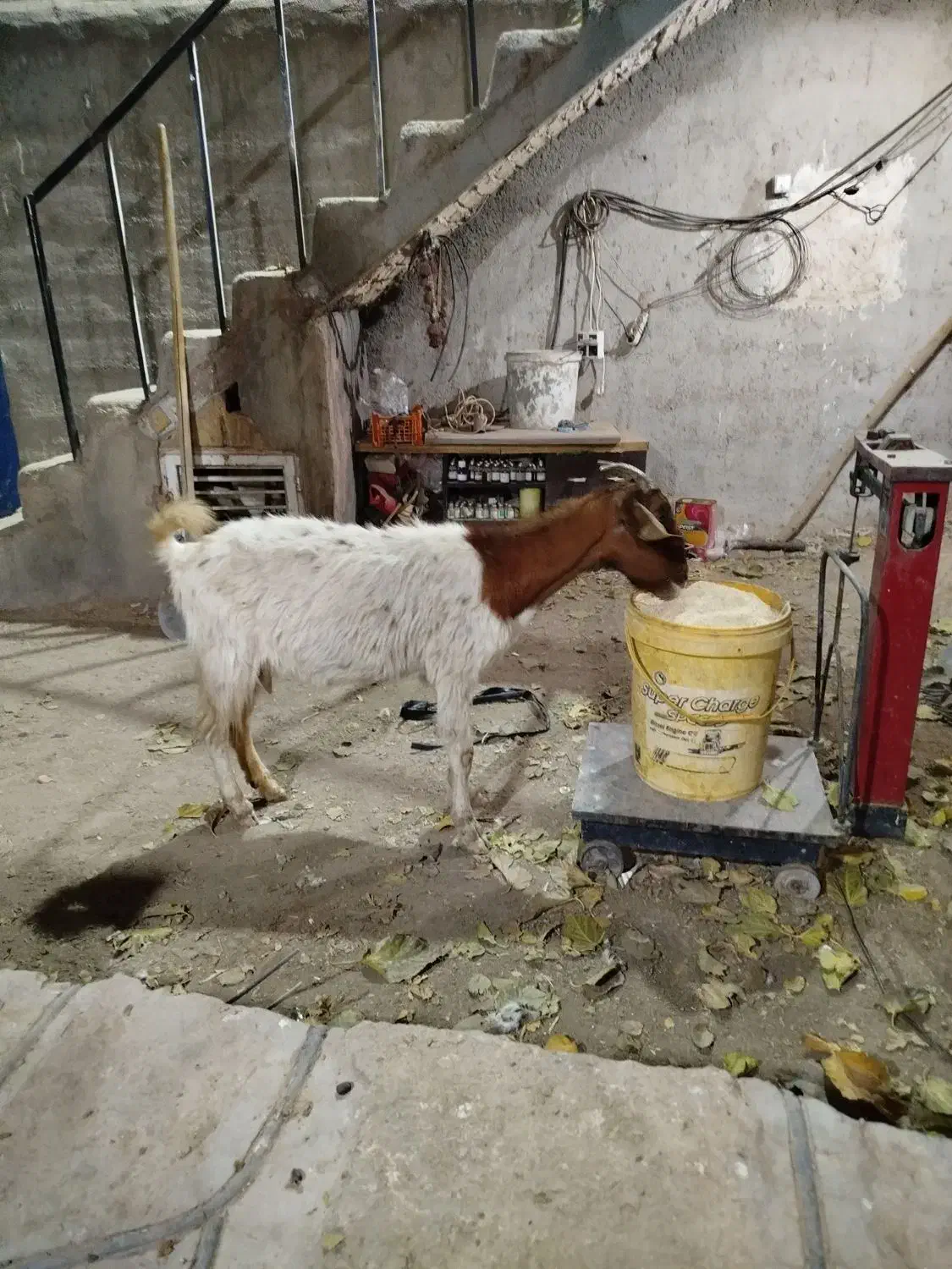 بز..|حیوانات مزرعه|کهک, |دیوار