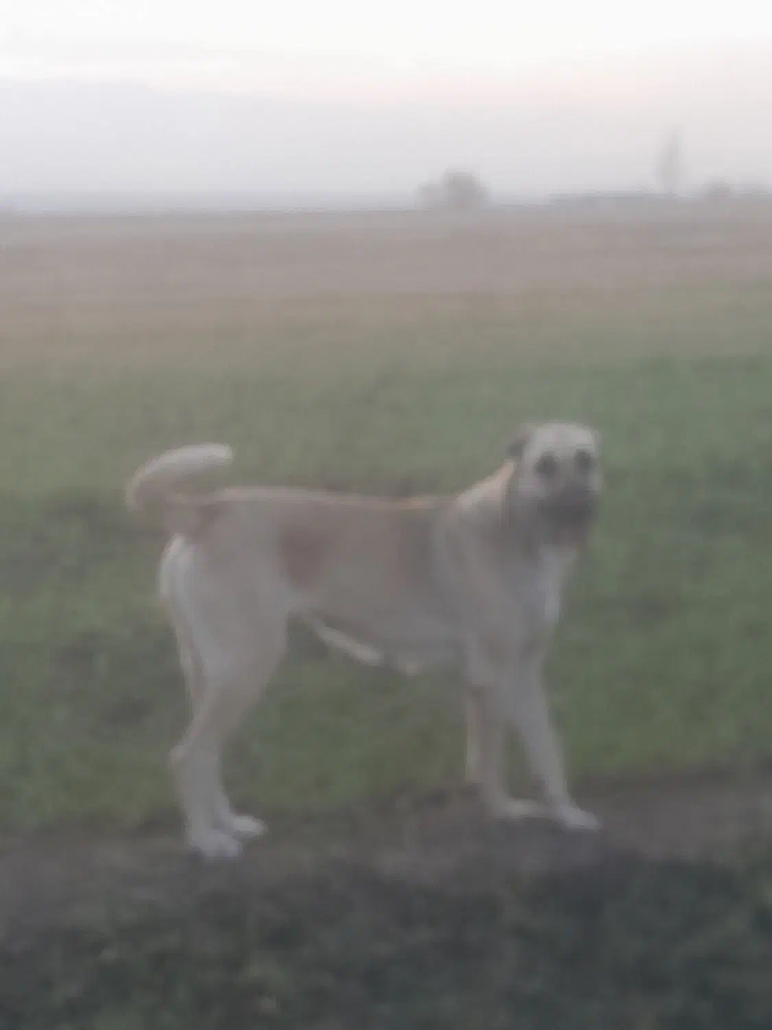 سگ ماده|سگ|یامچی, |دیوار