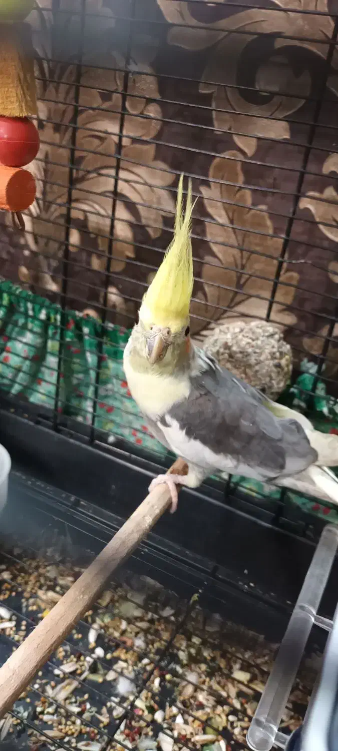 عروس هلندی نر|پرنده|رفسنجان, |دیوار