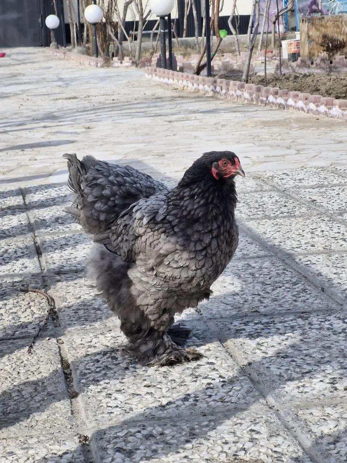 مرغ کوچین|حیوانات مزرعه|باغستان, |دیوار