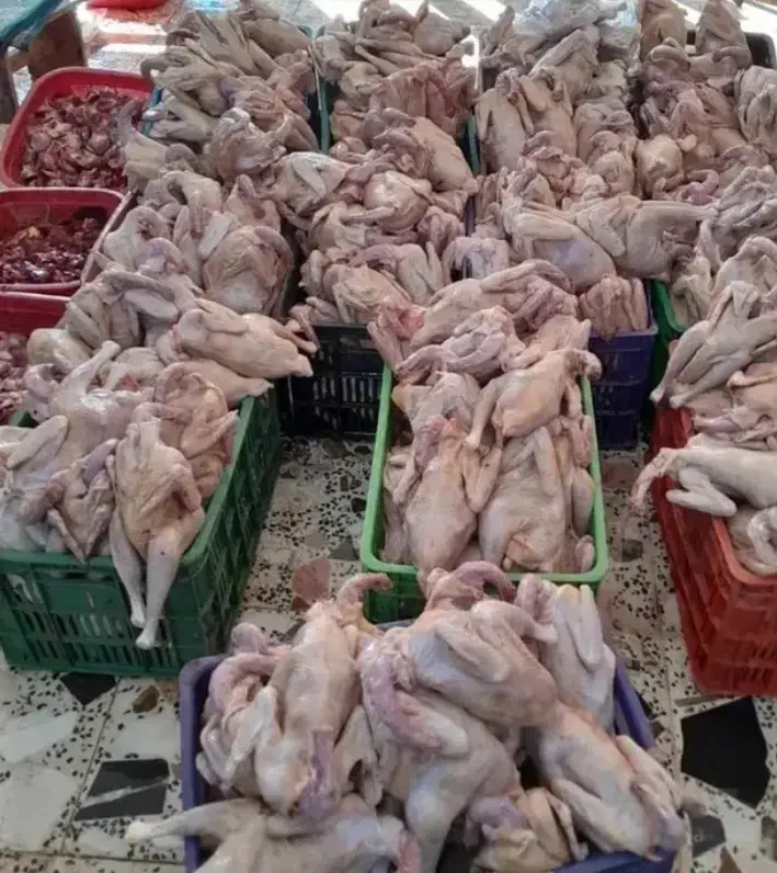 خروس وزن بالا فقط ۵۰۰ تومان|حیوانات مزرعه|لوندویل, |دیوار