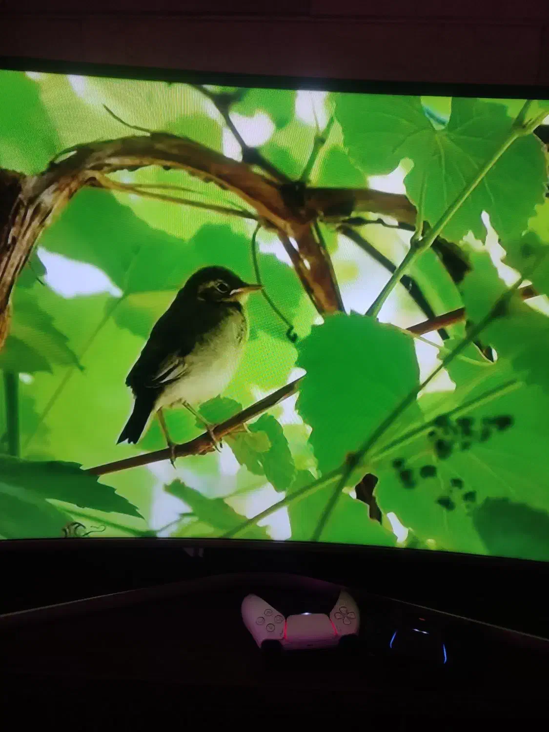 ال ای دی 50 اینج سامسونگ منحنی اسمارت 2020|تلویزیون و پروژکتور|فردیس, داوری|دیوار