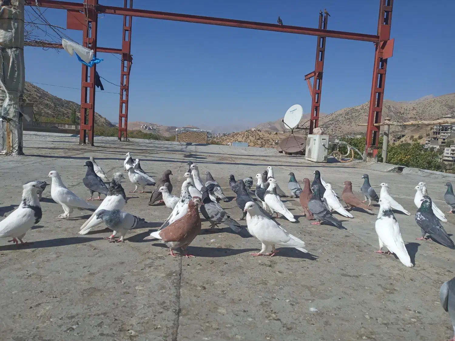 ۴۰عدد کبوتر فروشی|پرنده|پاوه, |دیوار