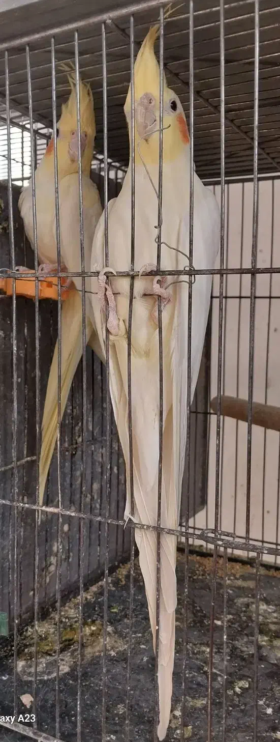 عروس هلندی|پرنده|خمینی‌شهر, |دیوار