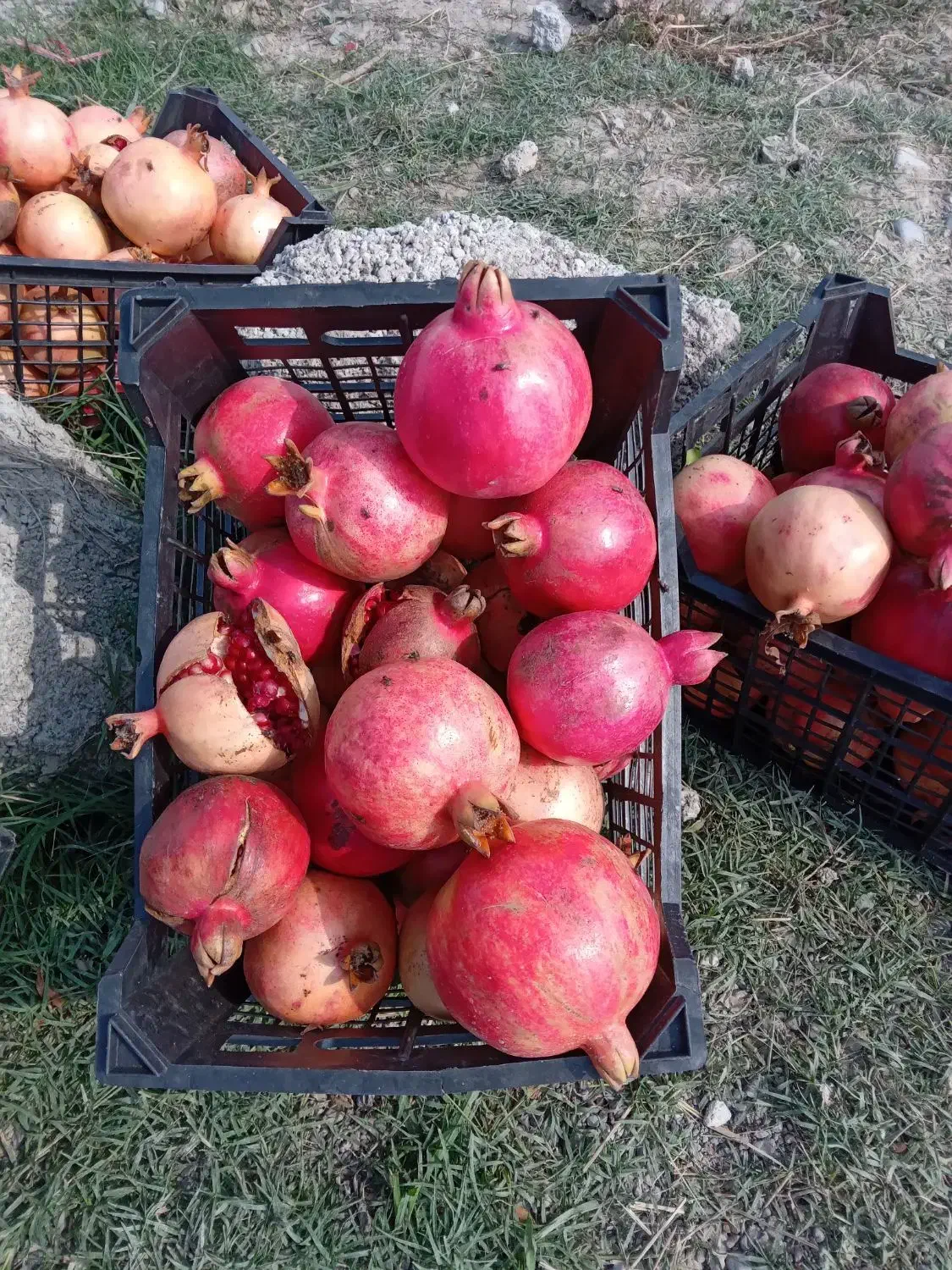 انار درجه یک کاشمر|خوردنی و آشامیدنی|سرخنکلاته, |دیوار