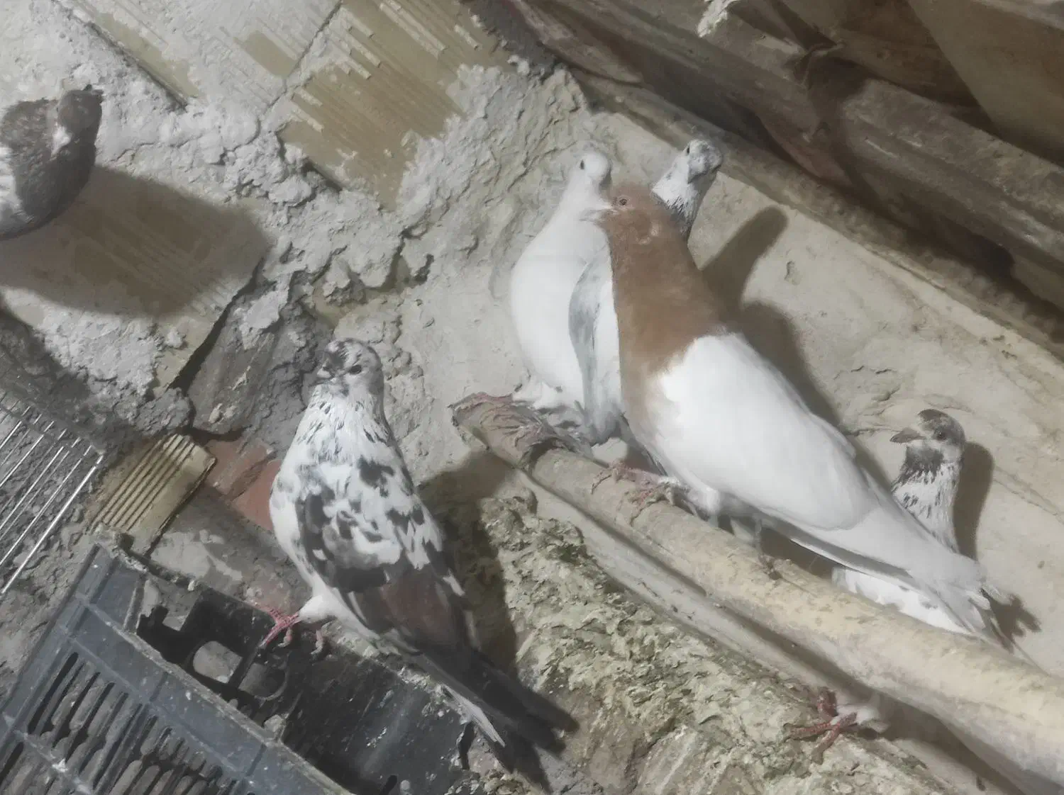 کبوتر|پرنده|تیکمه داش, |دیوار