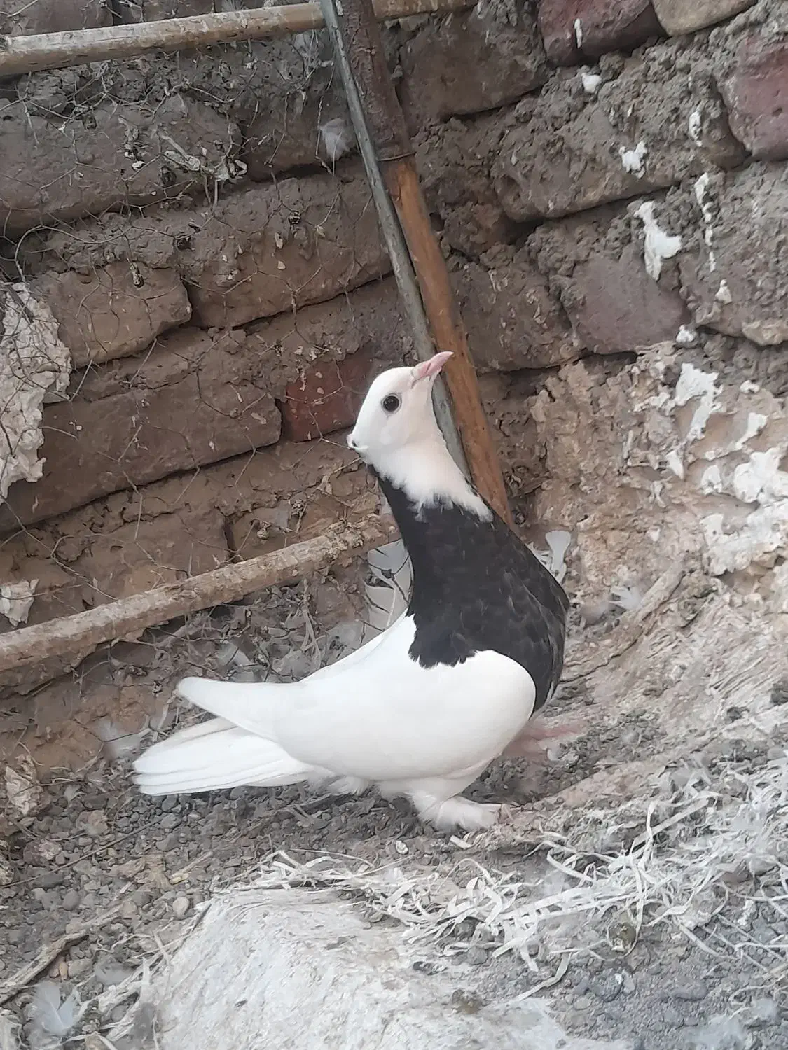 فروش چن عدد طوقی|پرنده|جیرفت, |دیوار