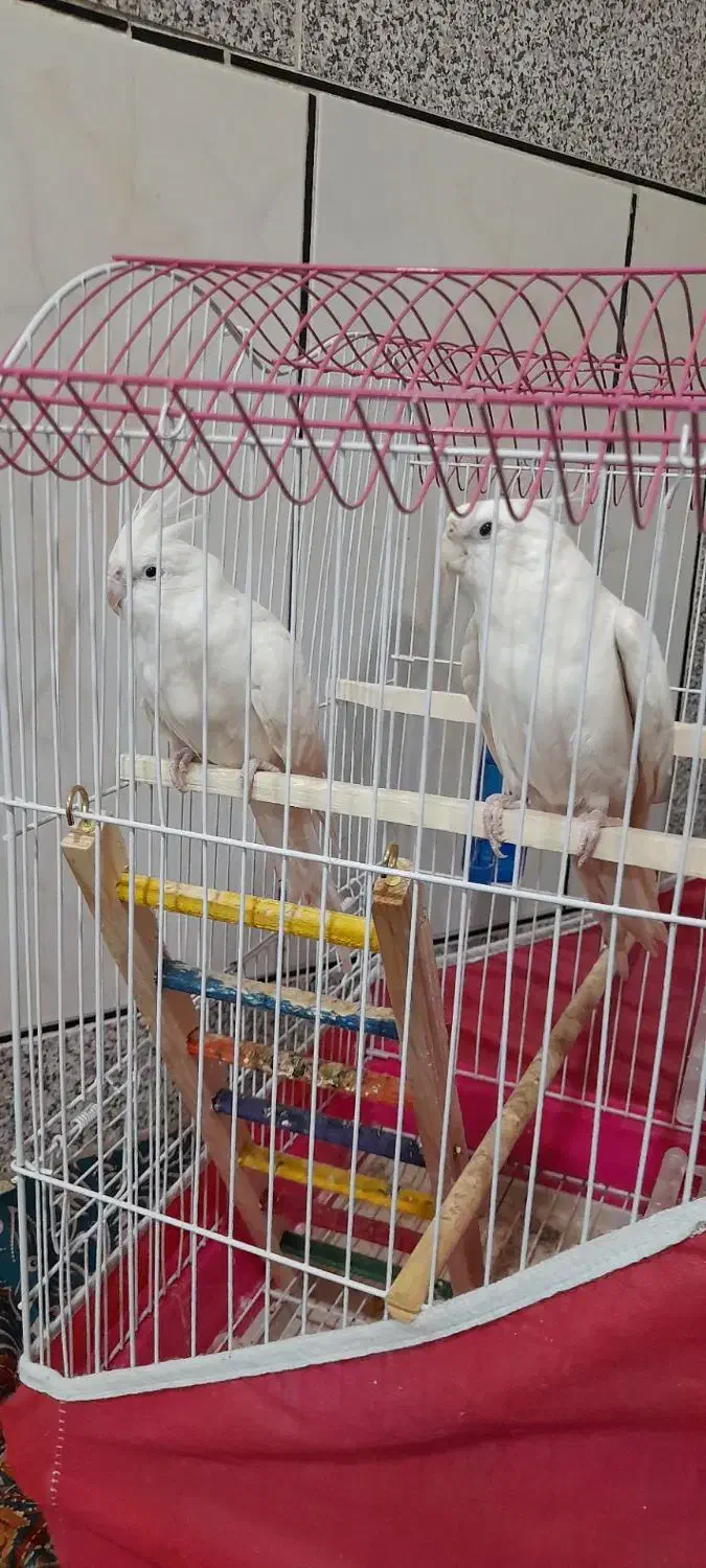 عروس‌هلندی|پرنده|مینودشت, |دیوار