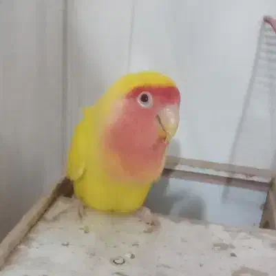 طوطی برزیلی مولد|پرنده|کرمانشاه, |دیوار