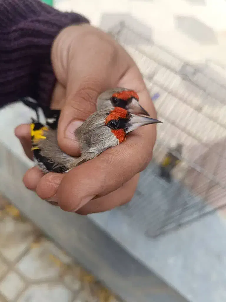 سهره وحش پاییزی دورگ|پرنده|شیراز, بالا کفت|دیوار