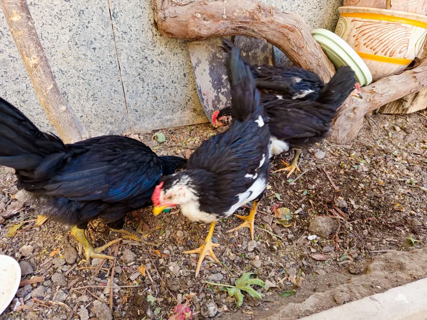 نیمچه خروس لری|حیوانات مزرعه|ابریشم, |دیوار