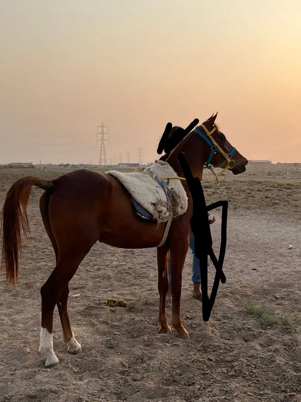 اسب نریان|اسب و تجهیزات اسب‌سواری|شادگان, |دیوار