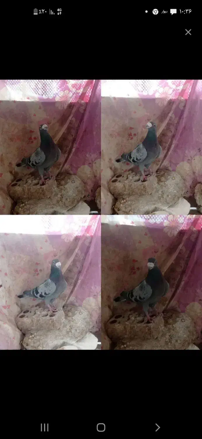 30 عدد کبوتر|پرنده|چرام, |دیوار