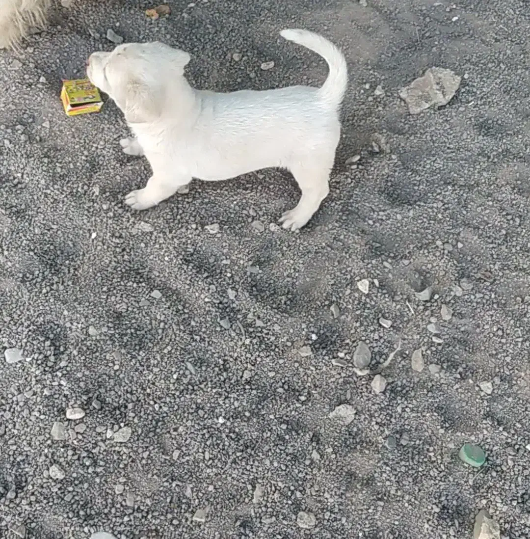 پاپی|سگ|تربت جام, معدآباد|دیوار