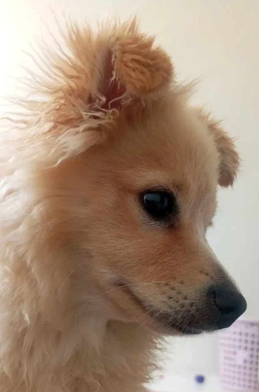 حیوان|سگ|قدس, شهرقدس|دیوار