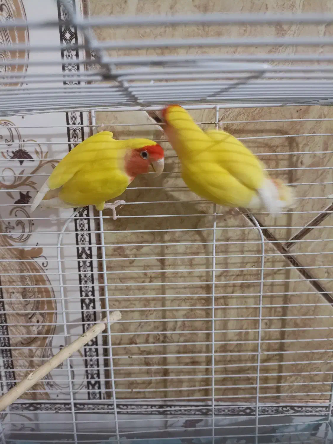 کوتاه برزیلی درجه یک|پرنده|جیرفت, |دیوار