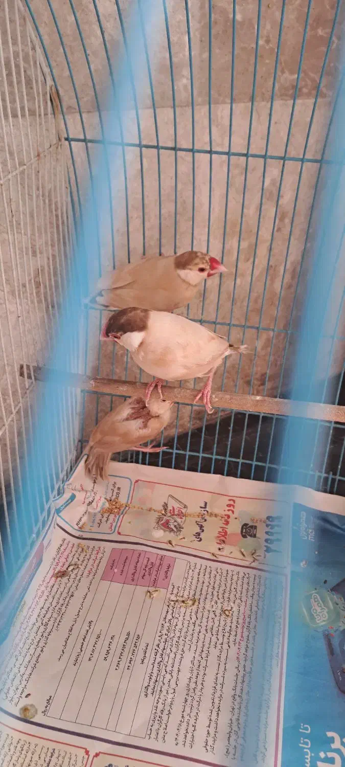 فنج نرگسی شکلاتی|پرنده|تهران, جماران (نیاوران)|دیوار