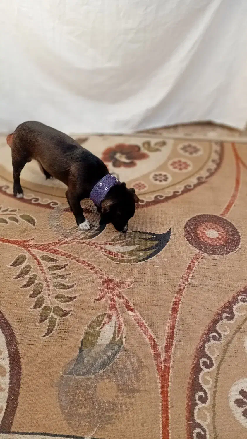 سگ پاکوتاه|سگ|اسفراین, |دیوار