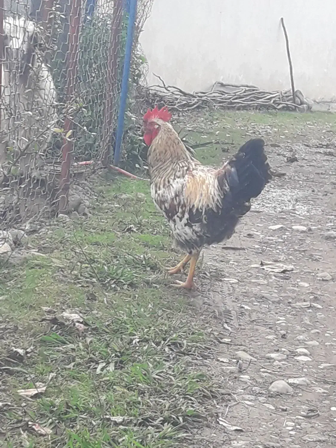 فروش خروس و غاز|حیوانات مزرعه|لیسار, |دیوار