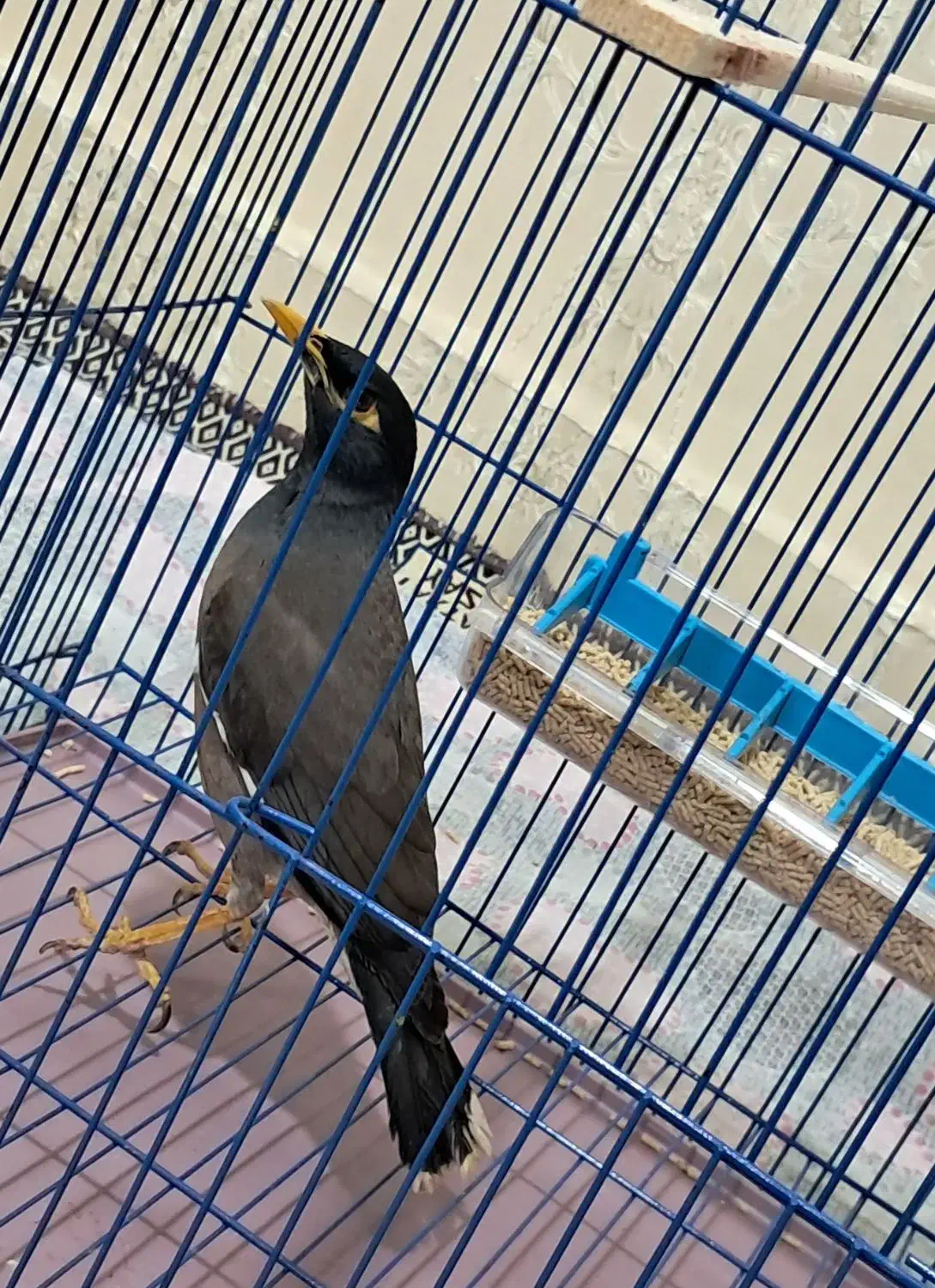 مرغ مینا|پرنده|اردبیل, |دیوار