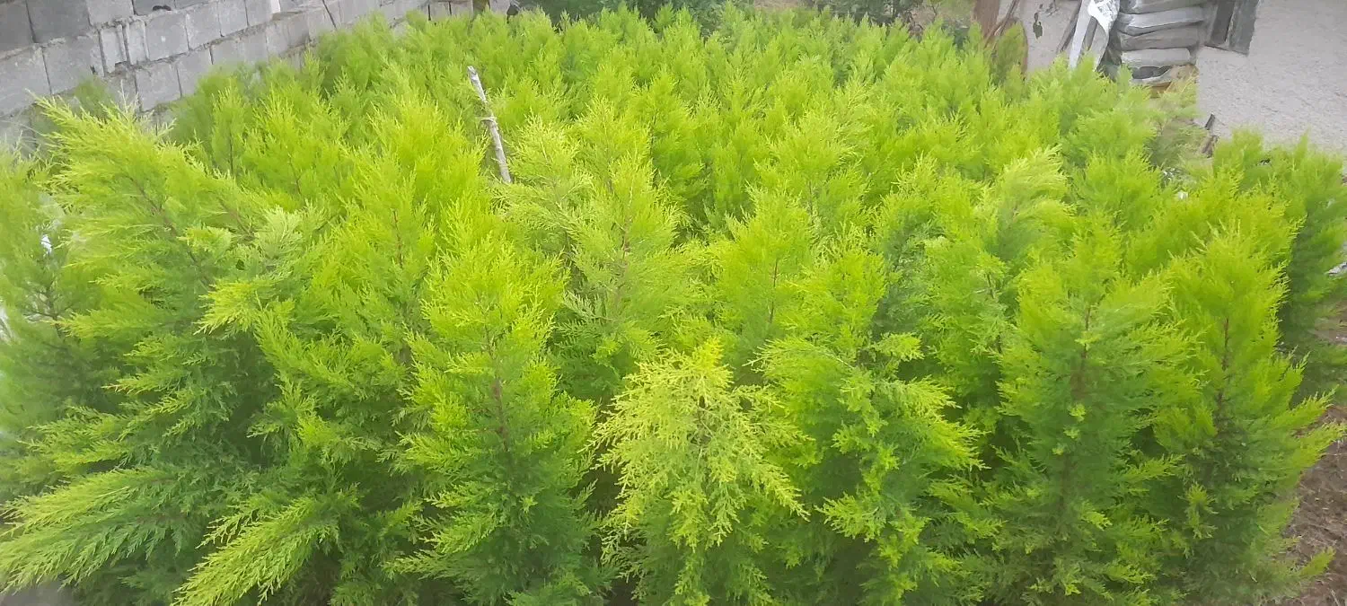 نهال لاوسون|گل و گیاه طبیعی|نوشهر, |دیوار