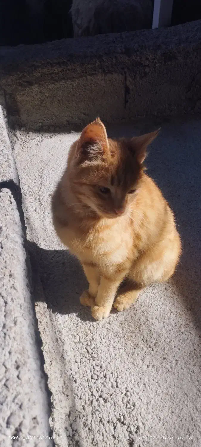 بچه گربه نر|گربه|قوچان, |دیوار