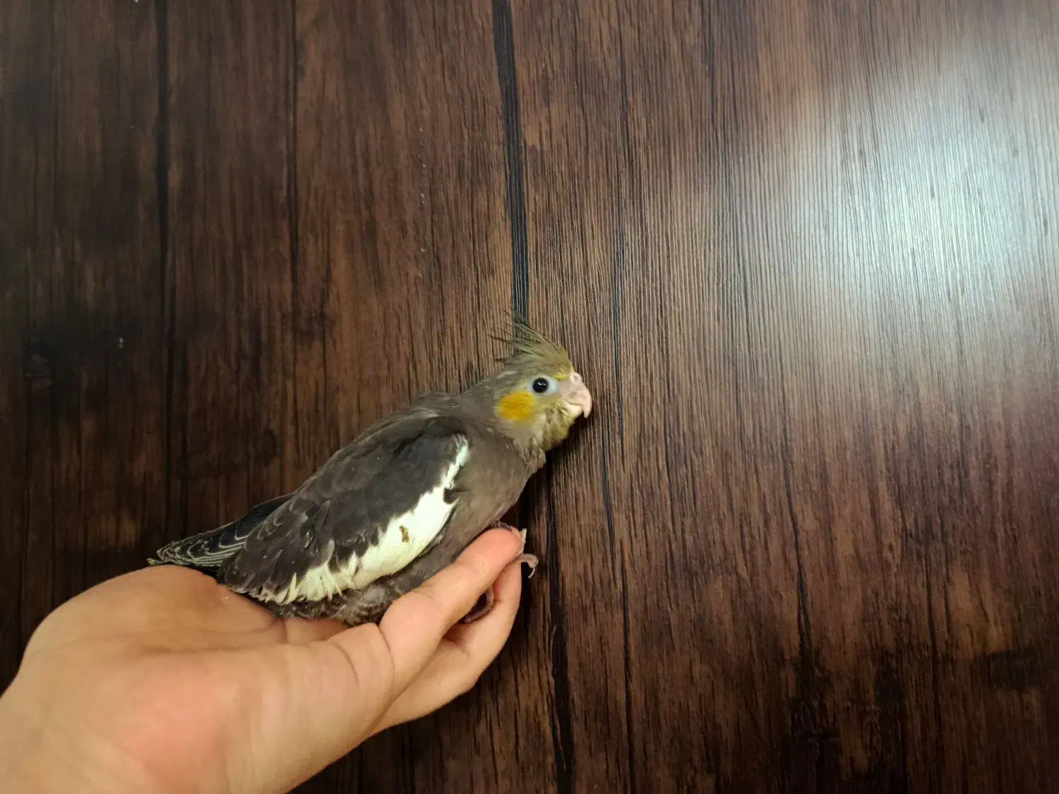 سرلاکی ۳۵ روزه|پرنده|بروجرد, |دیوار