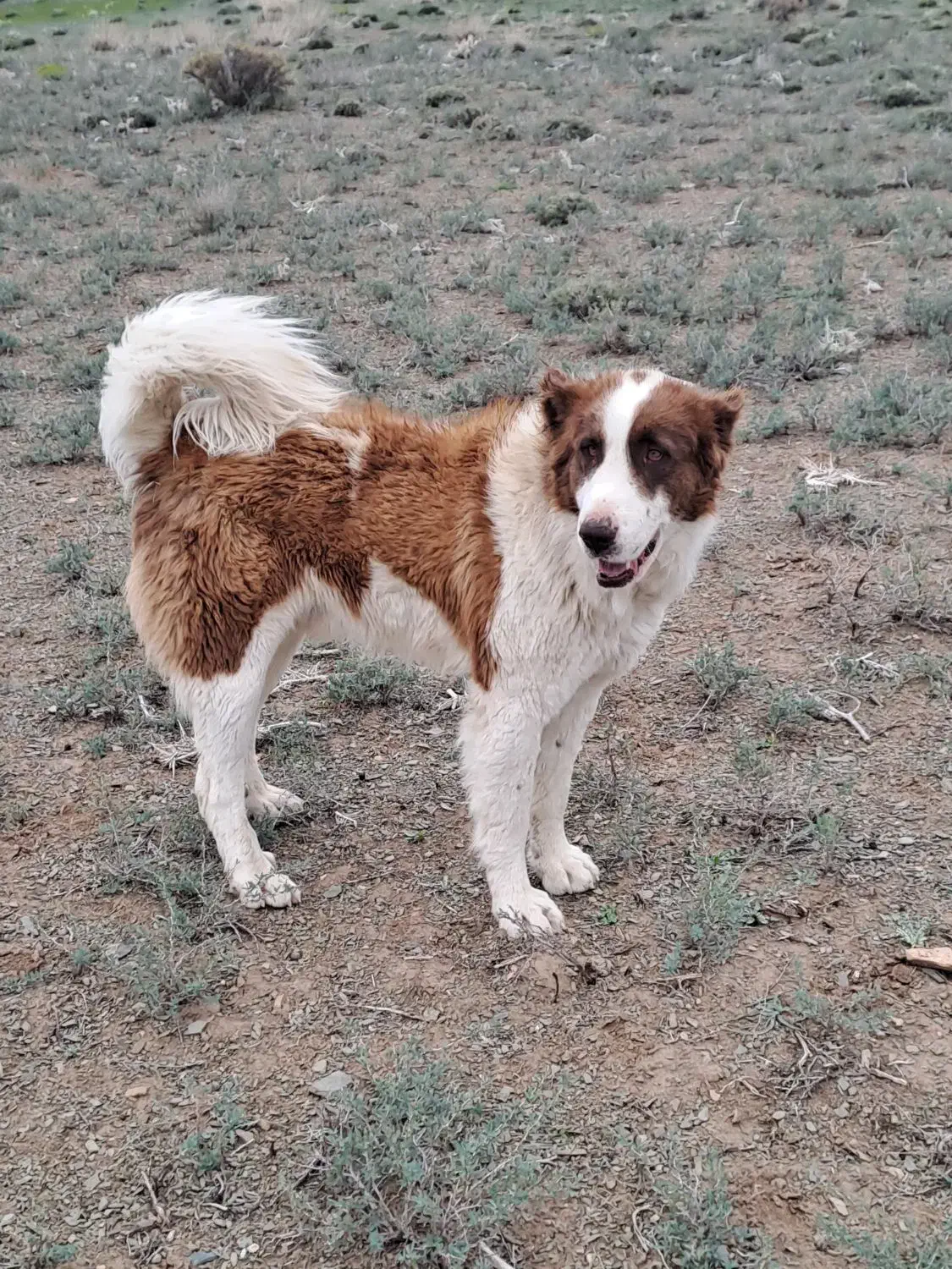 دزدیده شده|حیوانات|اراک, |دیوار