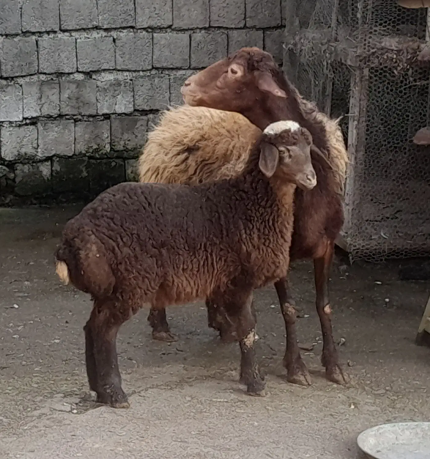 گوسفند بابره ماده|حیوانات مزرعه|شیرگاه, |دیوار