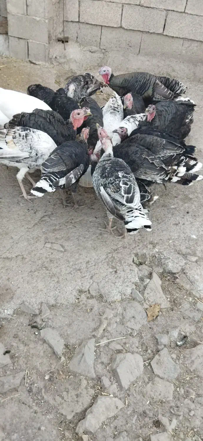 حیوانات مزرعه|حیوانات مزرعه|بره‌سر, |دیوار