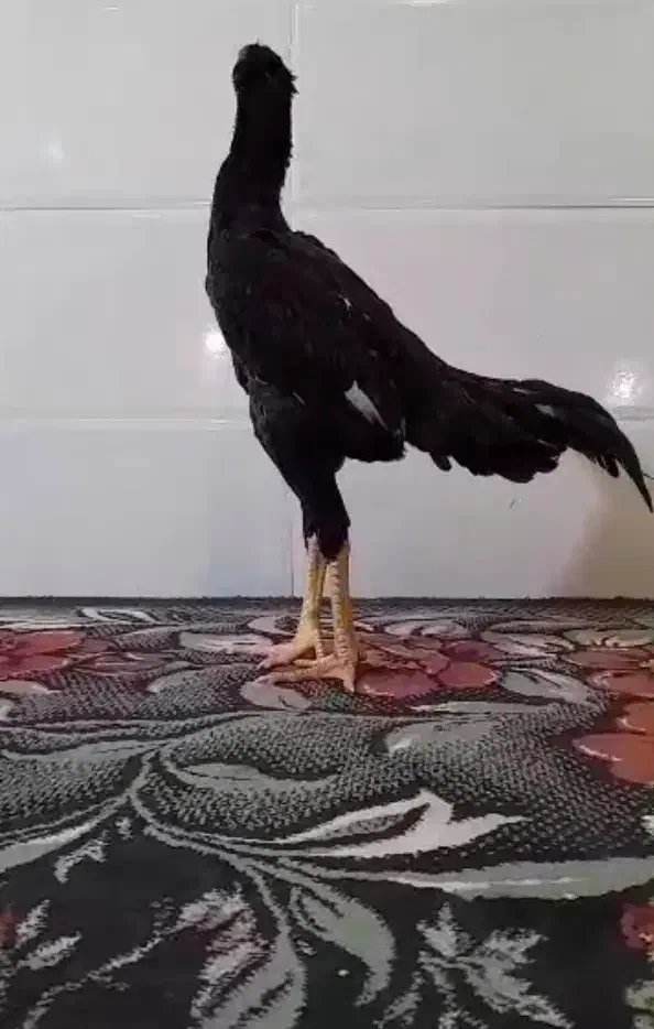 خروس مرغ لاری اوشامو|حیوانات مزرعه|شیراز, کوشک میدان|دیوار