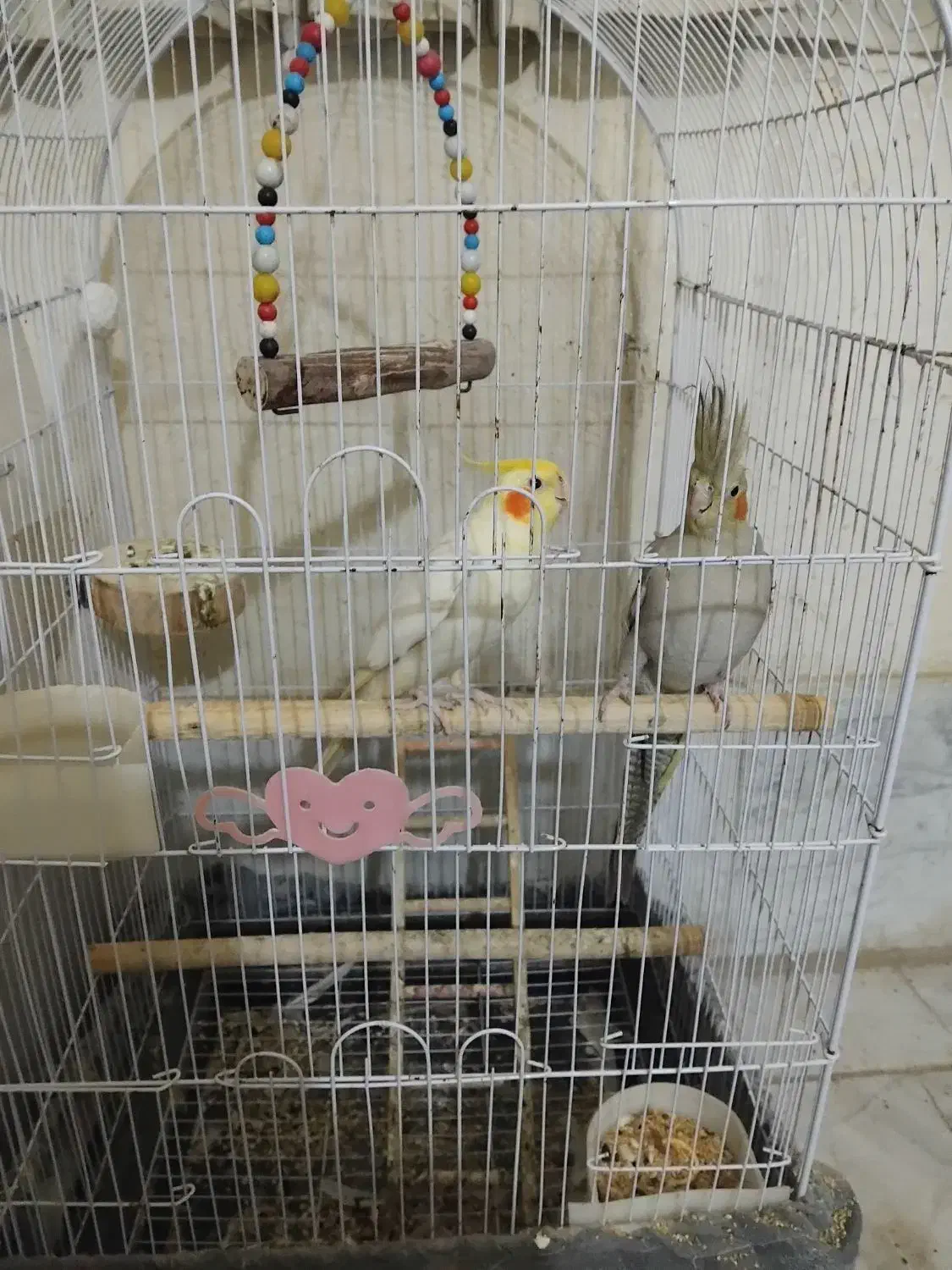 عروس هلندی|پرنده|جوادآباد, |دیوار