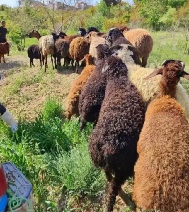 گوسفند زنده پرواری نصف‌ونصف گوشت میده|حیوانات مزرعه|قم, الغدیر|دیوار