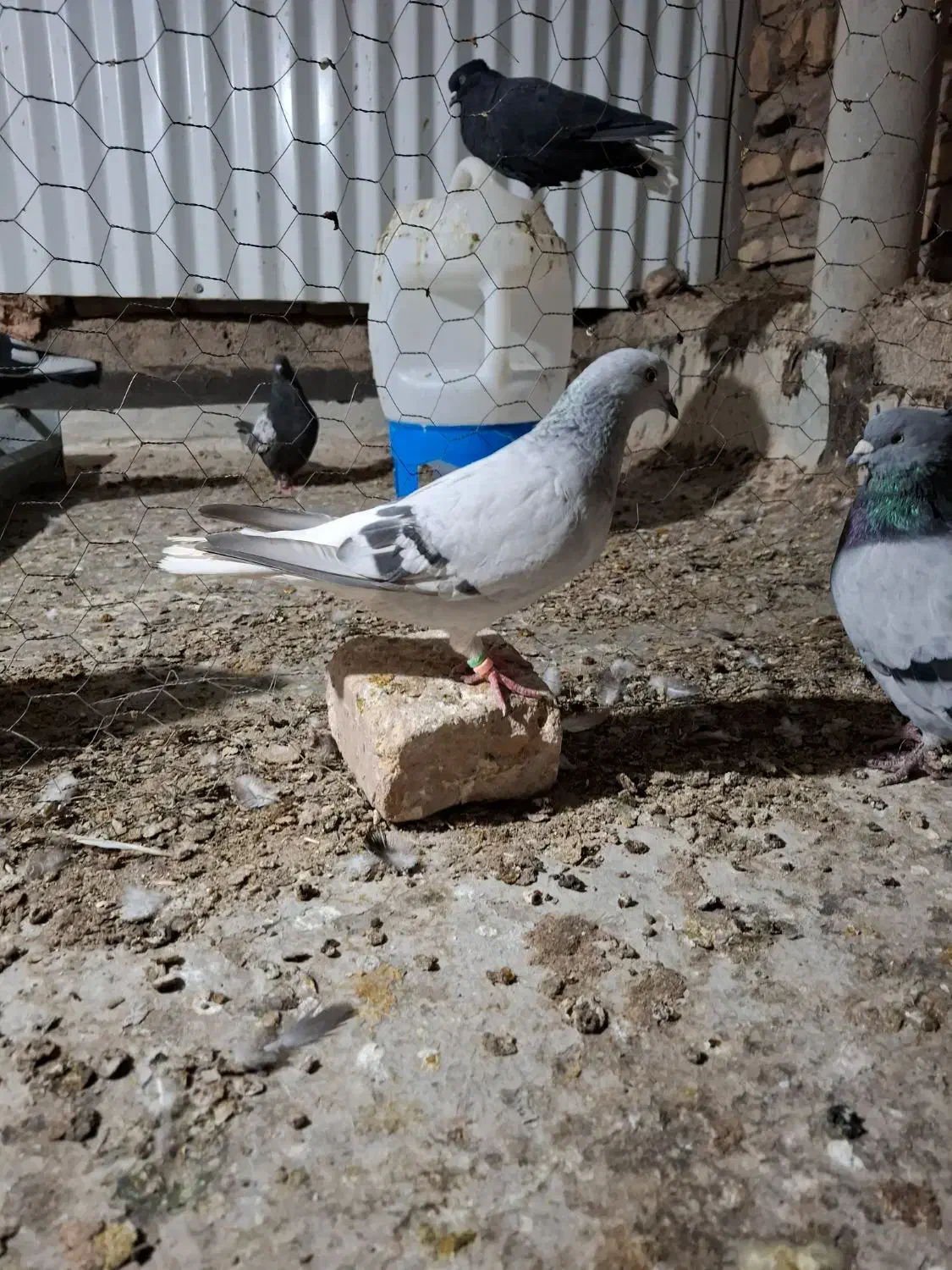 ماده شامی دم سفید مهر|پرنده|میبد, |دیوار