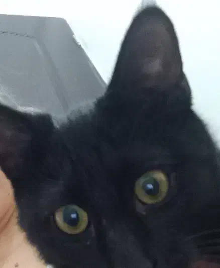 گربه|گربه|ارومیه, |دیوار