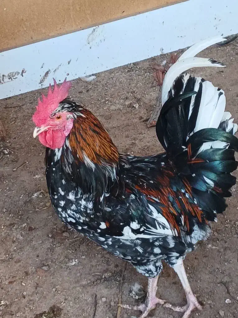 مرغ|حیوانات مزرعه|گتوند, |دیوار