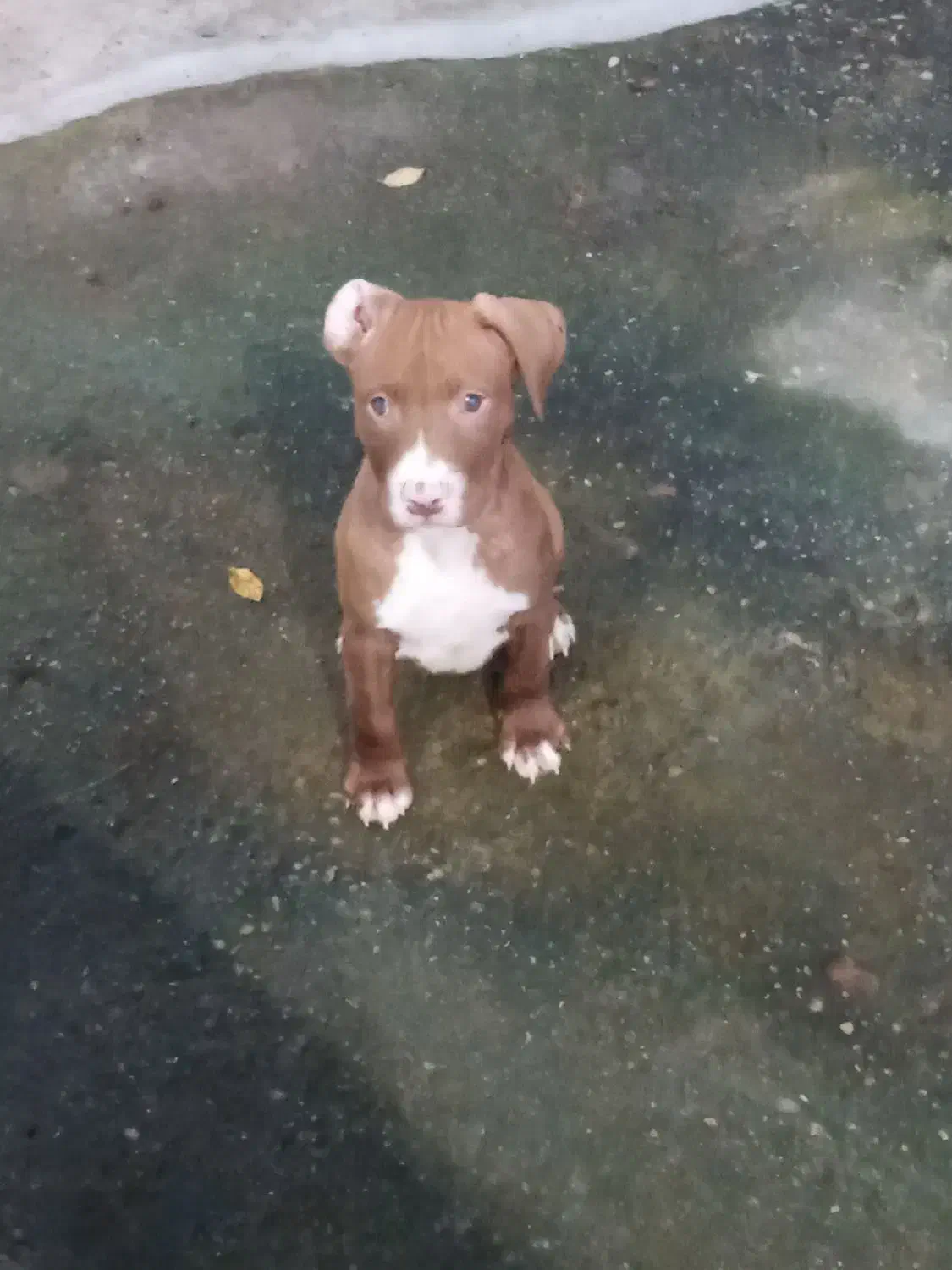 پیت بول  امریکن بولی|سگ|رشت, حمیدیان|دیوار