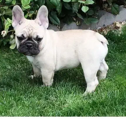 سگ پیدا شده|حیوانات|ری, شهادت|دیوار