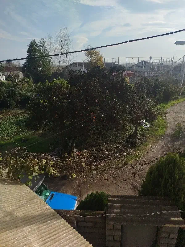 پرتقال آب گیره.|خوردنی و آشامیدنی|شلمان, |دیوار