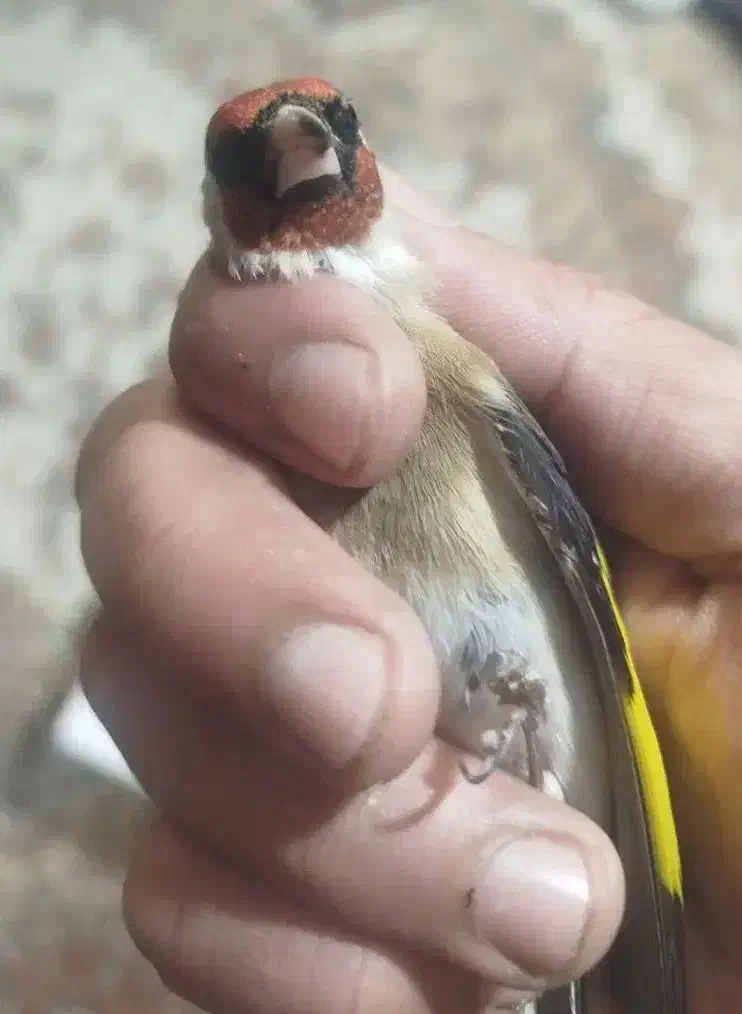 سقا سهره|پرنده|کرمان, |دیوار