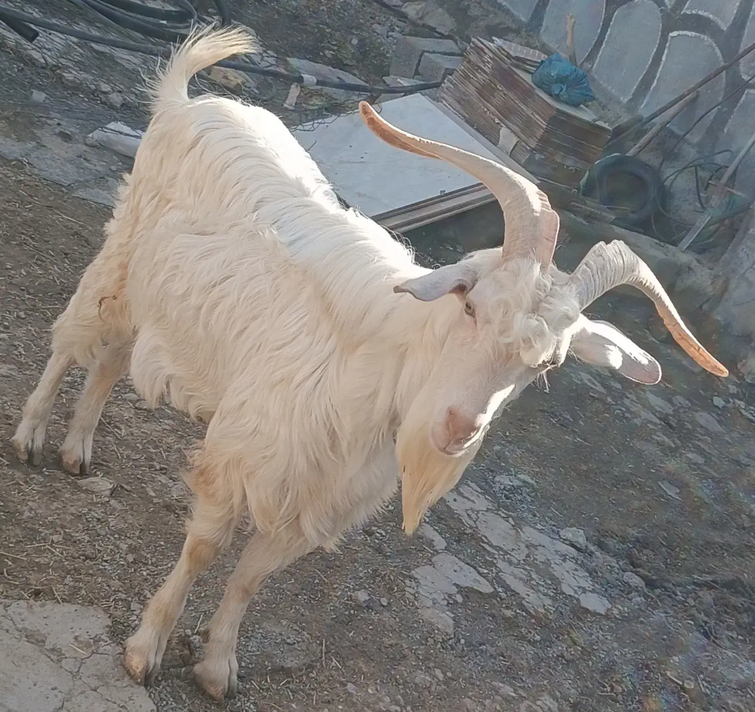 بز نر اصل سانن|حیوانات مزرعه|بیستون, |دیوار