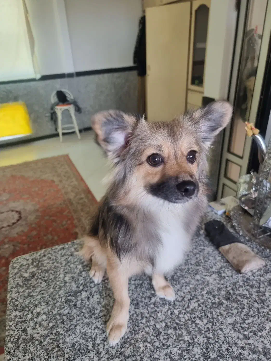 حیوان خانگی|سگ|گرگان, |دیوار