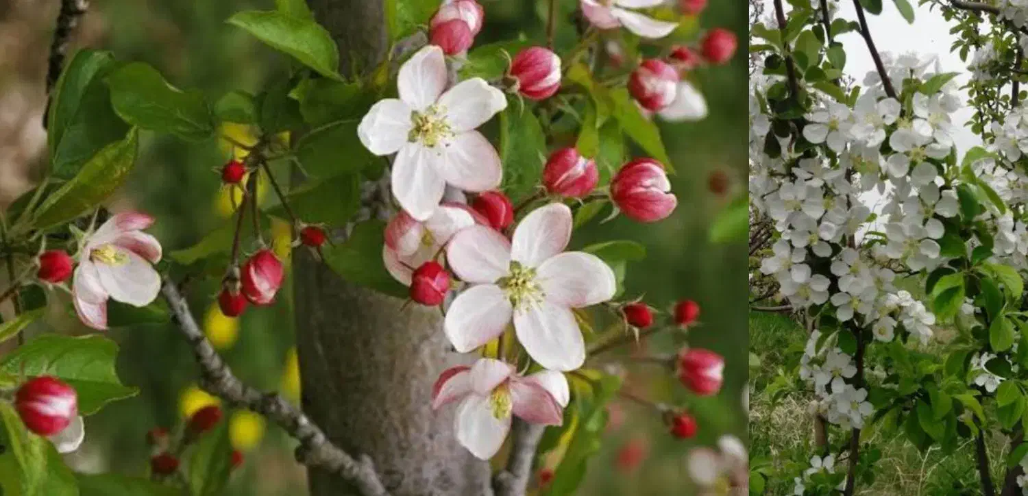 ارسال درختچه های سالم|گل و گیاه طبیعی|اردستان, |دیوار