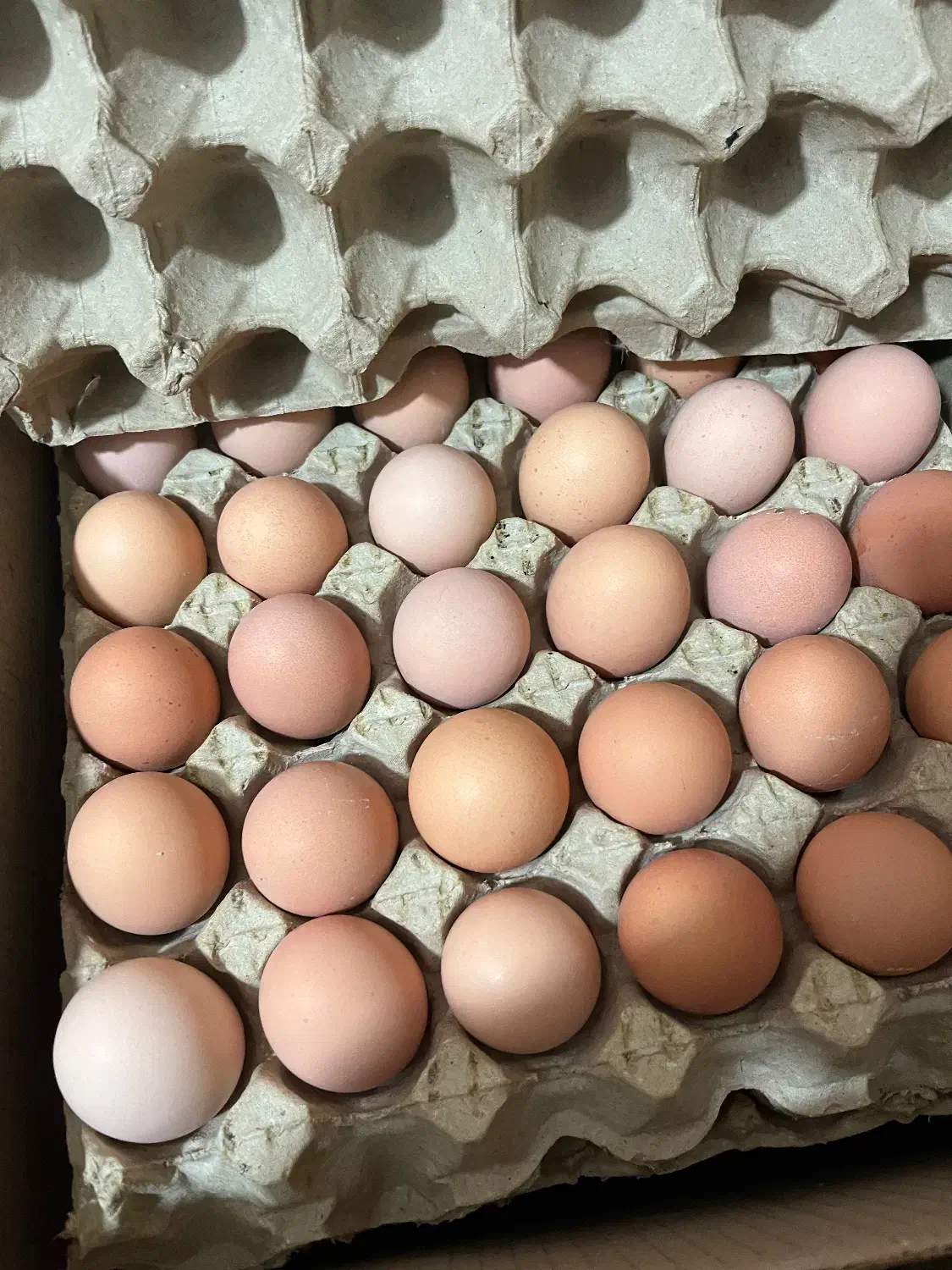 تخم مرغ محلی|خوردنی و آشامیدنی|اصفهان, آزادان|دیوار