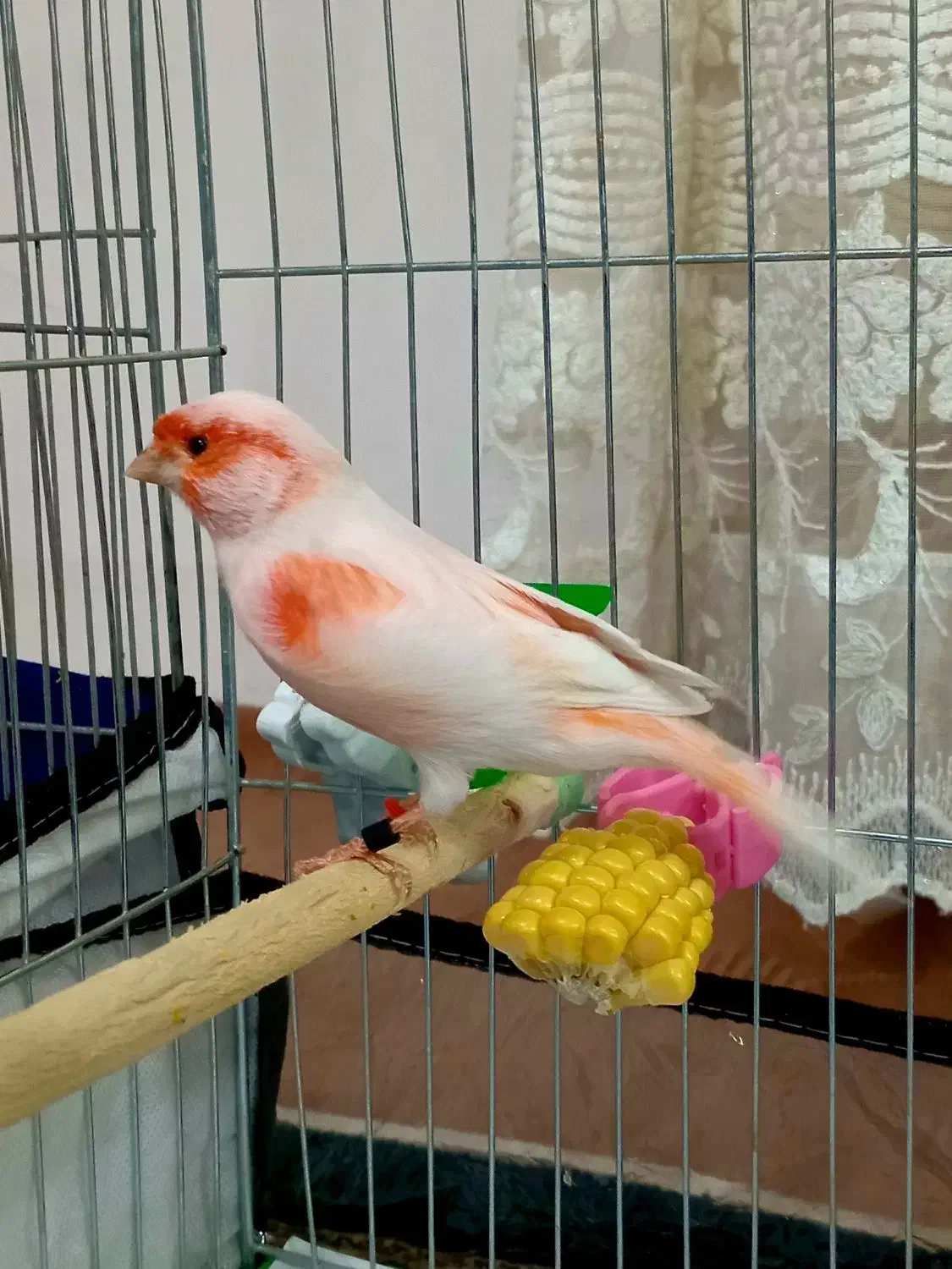 قناری موزاییکی نر مست|پرنده|اردبیل, |دیوار