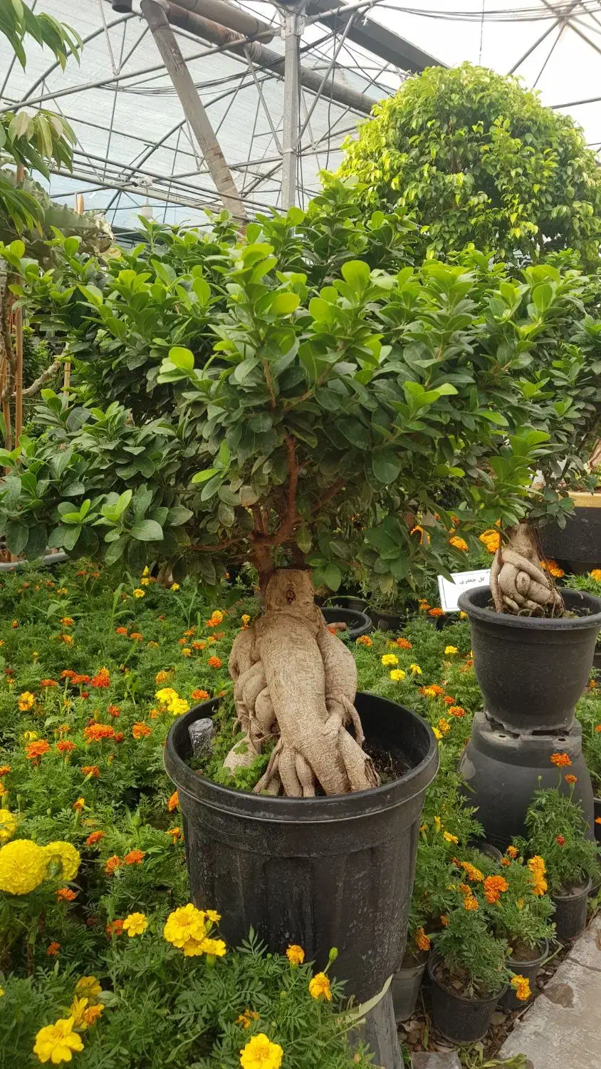 گیاه بن سای|گل و گیاه طبیعی|تهران, عباس‌آباد|دیوار