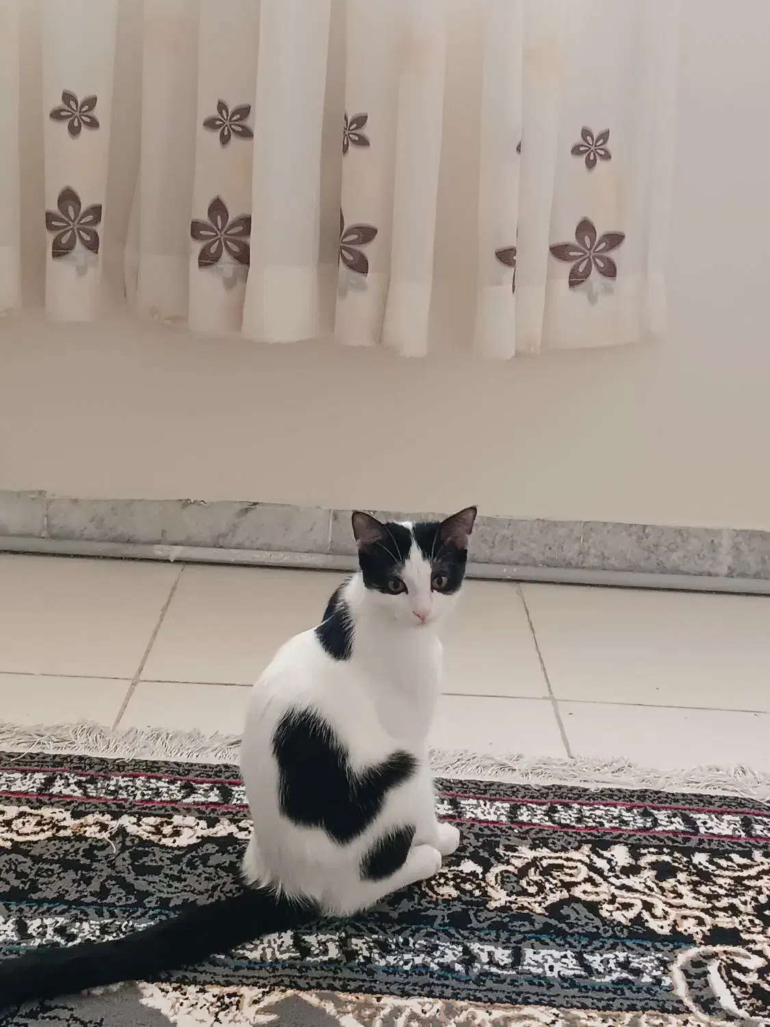 گربه dsh|گربه|قرچک, میرزائی شمالی|دیوار