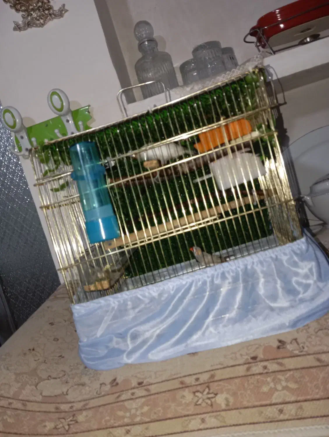 فنج جبرا|پرنده|ارومیه, |دیوار