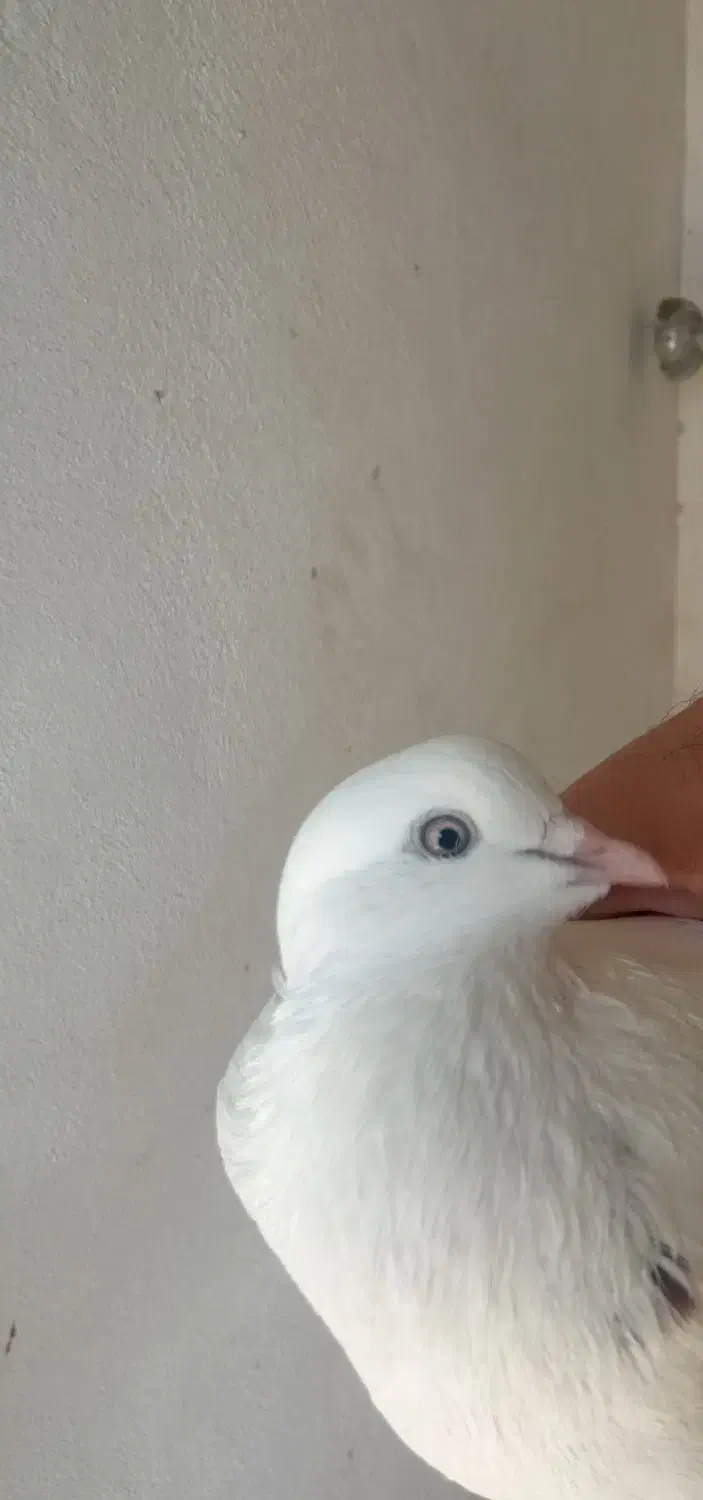 کبوتر گم کردم|پرنده|قرق, |دیوار